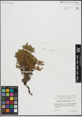 Foto von Salix serpyllifolia Scop.